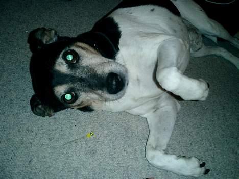 Dansk svensk gaardhund Snubbi R.I.P billede 6