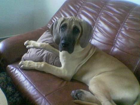 Grand danois Ringo star quit dreamer  - gandi som baby billede 1