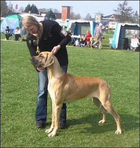 Grand danois Ringo star quit dreamer  - gandi på udstilleng billede 2