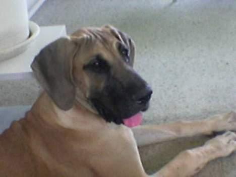 Grand danois Ringo star quit dreamer  billede 3