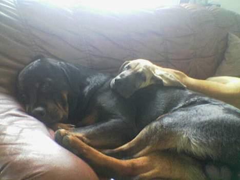 Grand danois Ringo star quit dreamer  billede 4