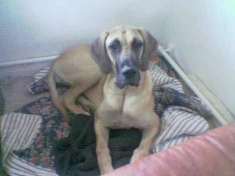 Grand danois Ringo star quit dreamer  billede 5