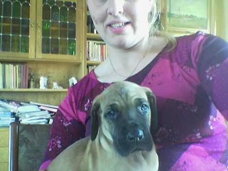 Grand danois Ringo star quit dreamer  billede 6