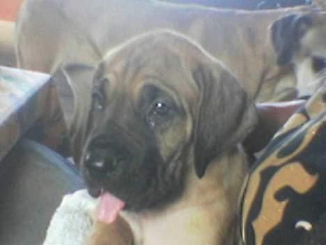 Grand danois Ringo star quit dreamer  billede 7