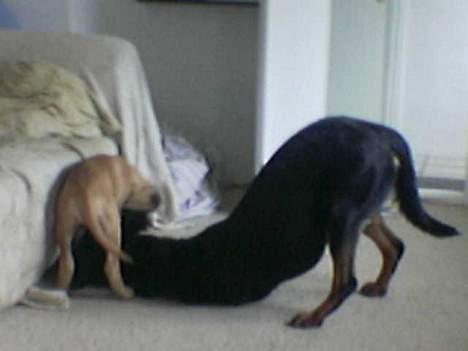 Grand danois Ringo star quit dreamer  billede 8