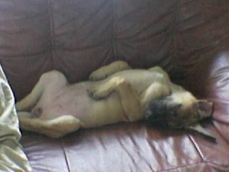 Grand danois Ringo star quit dreamer  billede 9