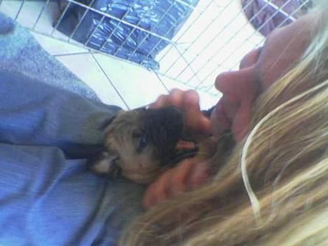 Grand danois Ringo star quit dreamer  billede 10