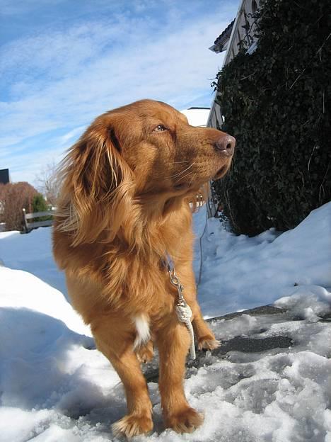 Nova scotia duck tolling retriever Troy - troy er så fin=) billede 12