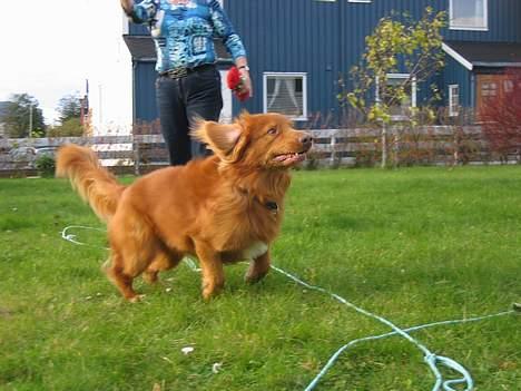 Nova scotia duck tolling retriever Troy - så søt han er:P billede 15