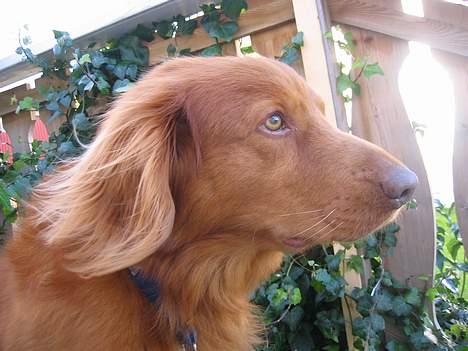 Nova scotia duck tolling retriever Troy - troy=D billede 16