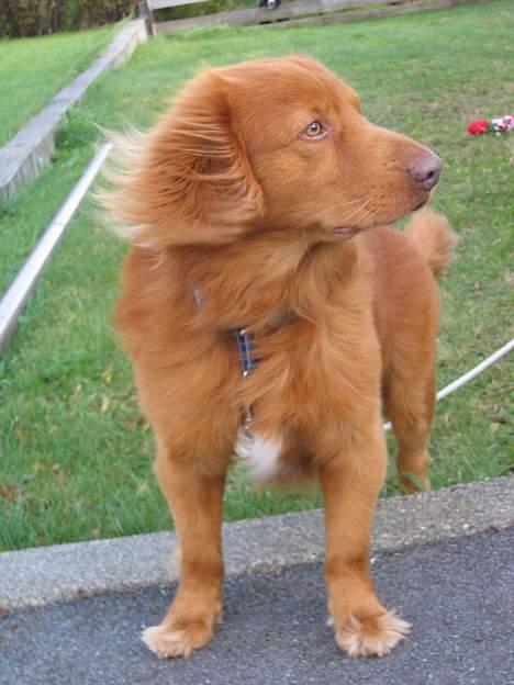 Nova scotia duck tolling retriever Troy - fin troy står i vinden billede 17