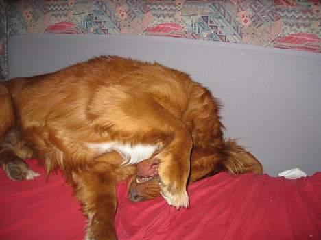 Nova scotia duck tolling retriever Troy - troy sover=P gal hund?? billede 19