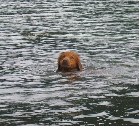 Nova scotia duck tolling retriever Troy billede 20