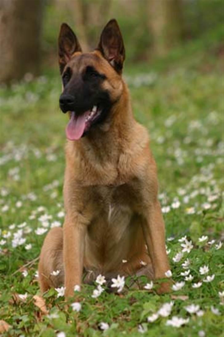 Malinois IPO3 Vandalen´s Iroc - over regnbuen  - Forår 06 billede 13