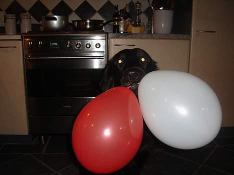 Flat coated retriever Gonzo - Her optræder jeg som ballonhund, hehe. billede 15