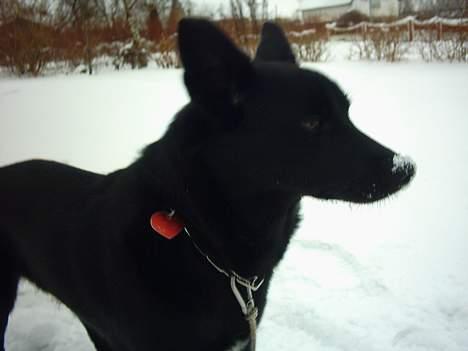 Sort spids Noa - Dejligt at have snuden i sneen billede 16