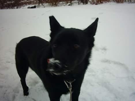 Sort spids Noa - Braaah hvor er her koldt billede 17