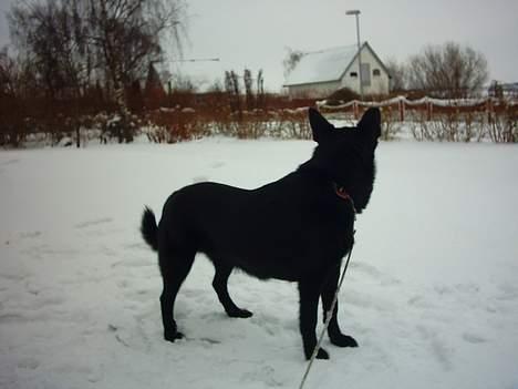 Sort spids Noa - Hov nu har jeg lige fået øje på en kat billede 18