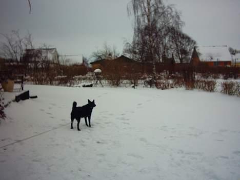 Sort spids Noa - Den er der sku endnu billede 19