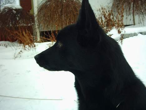 Sort spids Noa - Ser på bedstefar og far claus er ved guldfiskene billede 20