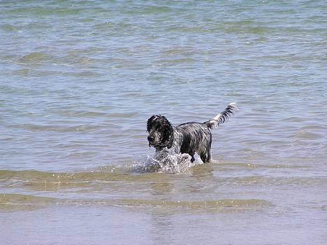 Cocker spaniel Balder - Hvor er man bare lækker <33  billede 12