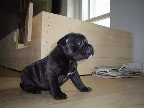 Staffordshire bull terrier *AYA* - nogle uger før jeg måtte komme hjem til mit nye hjem billede 1