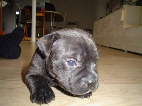 Staffordshire bull terrier *AYA* billede 2