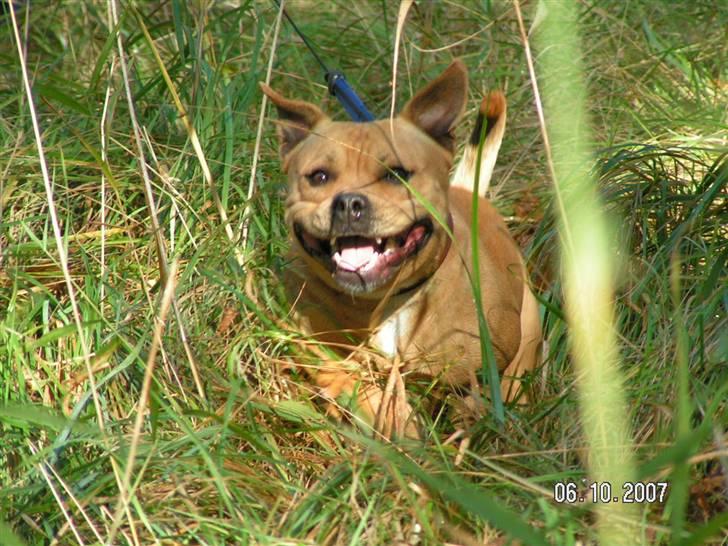 Staffordshire bull terrier Chilli billede 15
