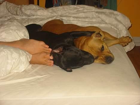 Staffordshire bull terrier Chilli billede 16