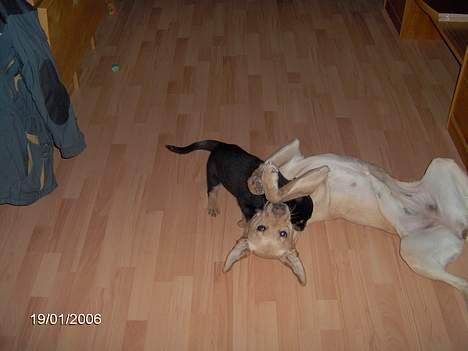 Labrador retriever Molly billede 9