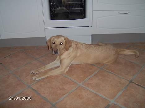 Labrador retriever Molly billede 10