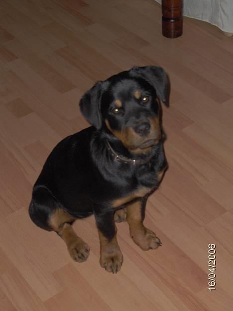 Rottweiler Sally - Sally 5 mdr billede 1
