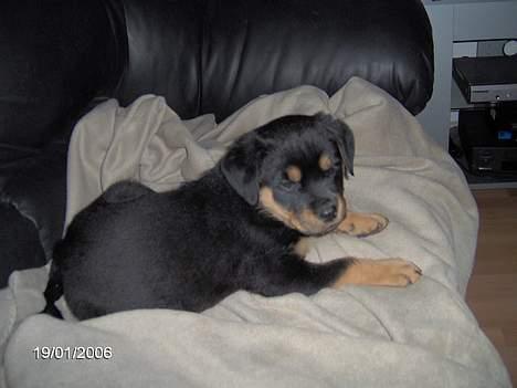 Rottweiler Sally - Sally 8 uger billede 2