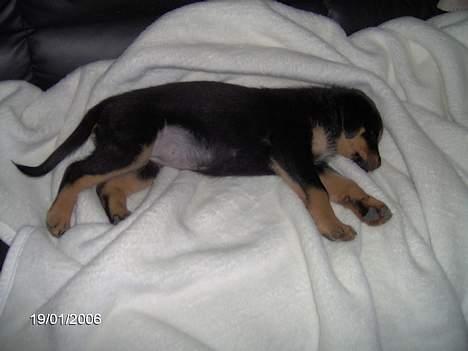 Rottweiler Sally billede 3