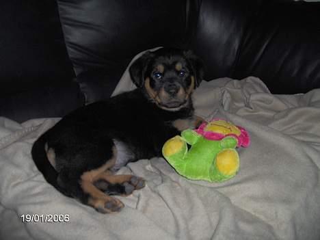 Rottweiler Sally billede 4