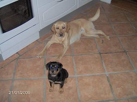Rottweiler Sally - Molly og Sally billede 5