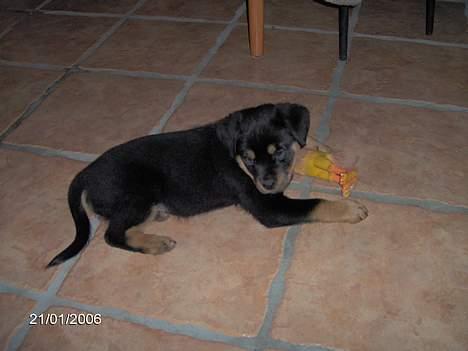 Rottweiler Sally billede 6