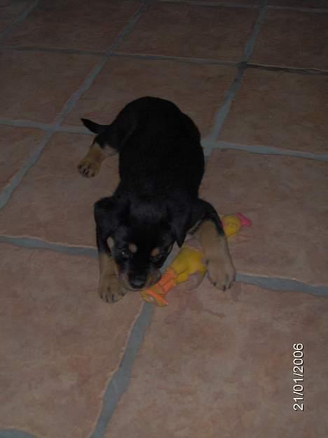 Rottweiler Sally billede 7