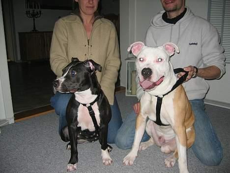 Amerikansk staffordshire terrier Gucci billede 14