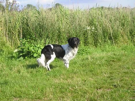 Stabijhoun Atos - Her er Atos efter en svømmetur :o) billede 1