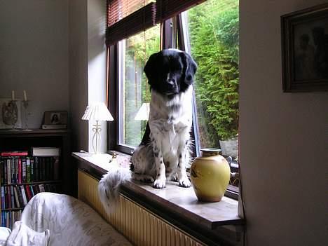 Stabijhoun Atos - Her sidder han tit og holder udkig efter misser :o) billede 2