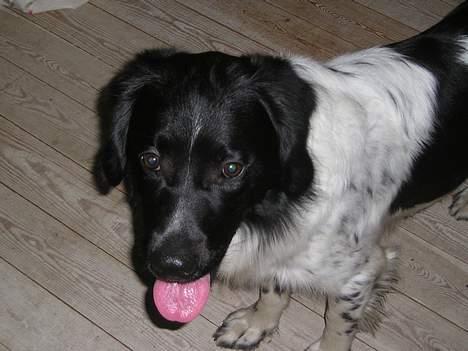 Stabijhoun Atos - Jaee han kan også række tunge :o) billede 3