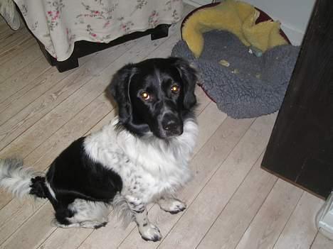 Stabijhoun Atos - Se er jeg ikke søøøøee billede 4