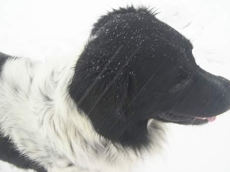 Stabijhoun Atos - Hvad pokker er det her, sådan så her ikke ud igår billede 5