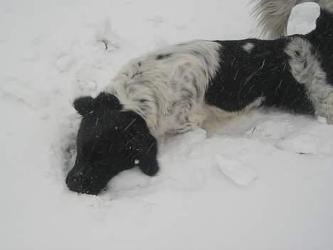 Stabijhoun Atos - Yyyyaaahaa det er sjovt det her :o) billede 6