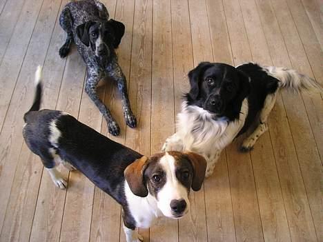 Stabijhoun Atos - Hejsa det her er mine to søskende, Gaia og Zeus, de er Græske gadehunde, men det fortæller min mor nok om en anden dag :o) billede 8