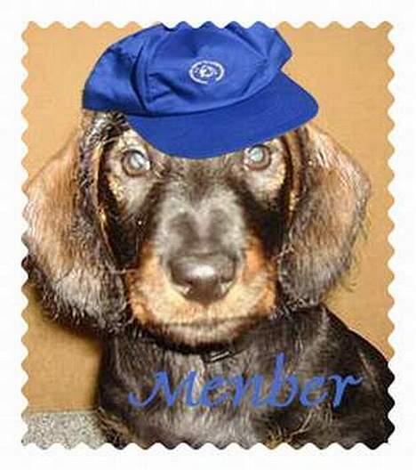 Gravhund member - Sødt billede lavet af doggymom Z mange tak. billede 5