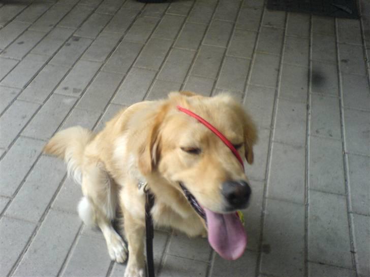 Blanding af racer Felix  - her har jeg en bold i hovedet billede 8