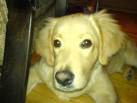 Blanding af racer Felix  - Under stolen ligger Felix godt billede 9