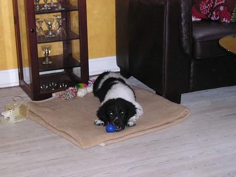 Stabijhoun Atos - Her er jeg bare en lille baby :o) billede 9